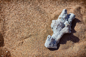 Dead Coral on Sand