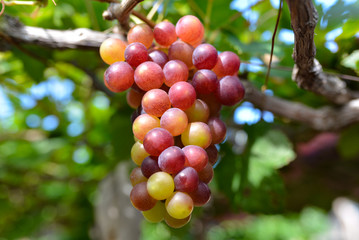 Close up bunch of grapes on vine, green grapes in grape farm at Central Vietnam. Photos of the largest vineyard farm in central Vietnam during the harvest season in the sun