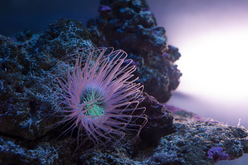 Beautiful sea anemone