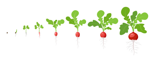 Growth stages of Radish plant. Vector flat illustration. Raphanus raphanistrum. Radishes taproot grown life cycle. - obrazy, fototapety, plakaty