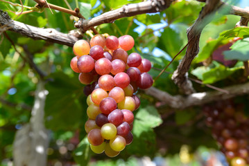 Close up bunch of grapes on vine, green grapes in grape farm at Central Vietnam