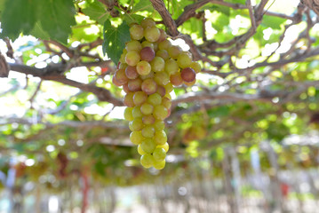 Close up bunch of grapes on vine, green grapes in grape farm at Central Vietnam