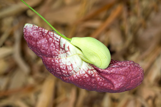 Flower bud of Brazilian Dutchman's pipe (Giant pelican flower) growing in Singapore