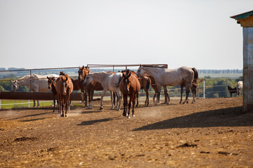 horses grazing in the meadow / pasture