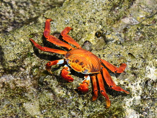 Closeup on orange colored Sally lightfoot crab Grapsus grapsus on a rock