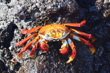 Closeup on orange colored Sally lightfoot crab Grapsus grapsus on a rock
