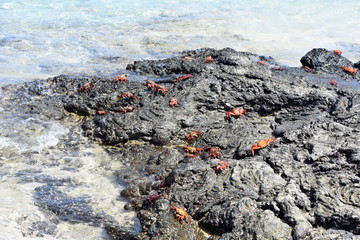 Sally lightfoot crabs Grapsus grapsus on rocks by the sea