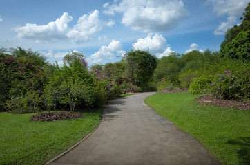 Fototapeta na wymiar Wide Walking Path at Botanical Gardens on Sunny Day - Singapore