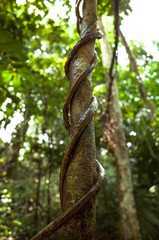 Vine climbing up and around  tree trunk in Bukit Timah Nature Park, Singapore