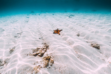 Red starfish in ocean with sand is underwater.