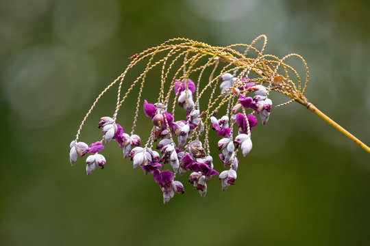 Purple pink flower of Swamp Lily Arrowroot, also called bent alligator flag, fire-flag