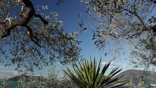 Garden with olive trees overlooking the sea. In the Gulf of La Spezia, near the Cinque Terre an olive grove overlooking the sea. In the foreground olive fronds and a Dracena plant. In the background t
