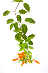 Close up Orange trumpet, Flame flower, Fire-cracker vine on white background