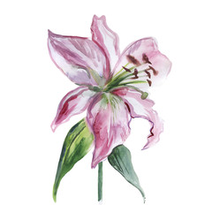 Fototapeta na wymiar Pink and white watercolor lily on a white background
