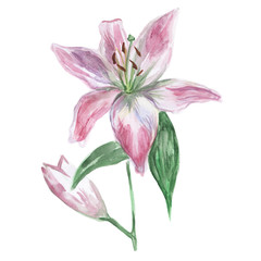 Pink and white watercolor lily on a white background