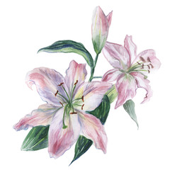 Pink and white watercolor lily on a white background
