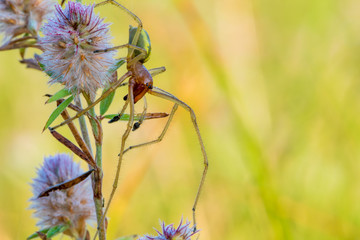 A male poison spider (Cheiracanthium punctorium) sits on a plant. Concept poisonous animals.