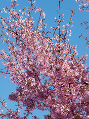 Prunus incisa - Cerisier du Japon  'paean' 