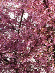 Obraz premium Prunus incisa - Cerisier du Japon 'paean' 