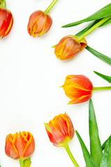 Round frame of red-orange tulips on a white background. Spring floral background. Copy space, top view, flat lay