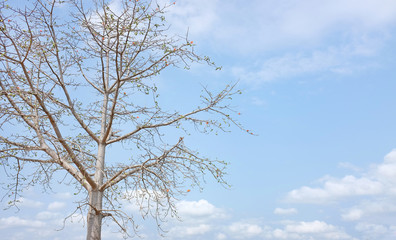 Leafless trees against the cloudy blue sky