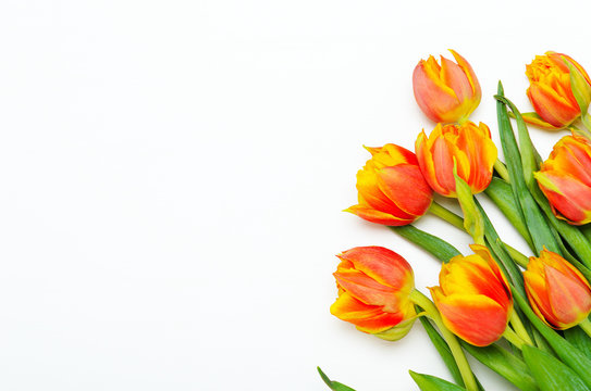 Bouquet of red-orange tulips on a white background. Spring floral background. Copy space, top view, flat lay