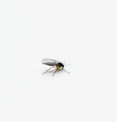 mosquito sucking blood extreme close up