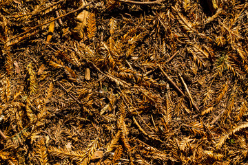 Forest floor leaf litter 