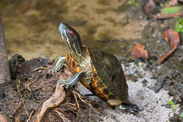 Red-eared slider, red-eared terrapin turtle with red stripe near ears stand on tree root in...