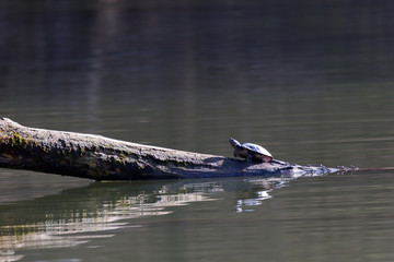 Fototapeta premium Amerikanische Schmuckschildkröte