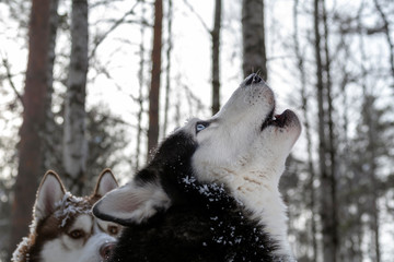 Howling husky dog. © Konstantin