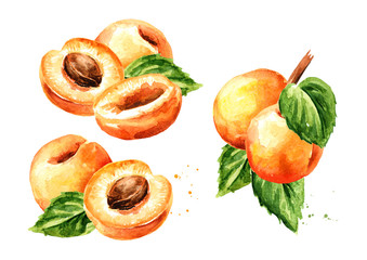 Apricot fruits set. Watercolor hand drawn illustration, isolated on white background