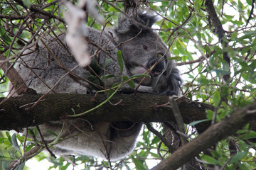 Koala on a tree (Australia)
