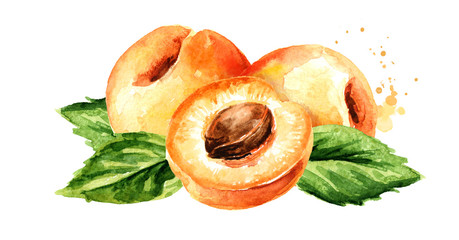 Ripe apricot horizontal composition. Watercolor hand drawn illustration, isolated on white background