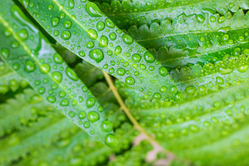 Water drops or droplets on fresh green leaves of Paco fern or Vegetable fern (Diplazium Esculentum (Retz.) Sw.) in the tropical vegetable garden