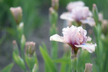 Dusty mauve iris closeup on blurred green background of other irises and grass