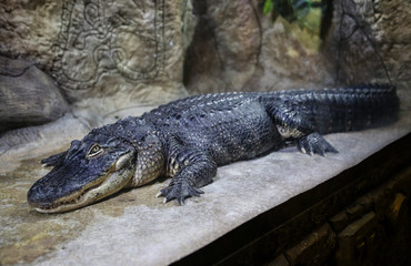 crocodile