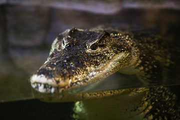crocodile