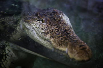 crocodile