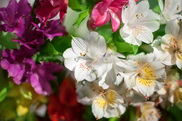 White and multicolored lily flowers on  blurred background close up, soft focus lilies flower arrangement design, beautiful holiday artistic floral image, sunny spring or summer garden illustration