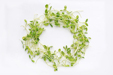 Microgreens isolated on white background. Sunflower seedlings.