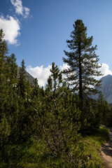 Dolomiten - Bergwald