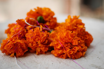 dried orange flowers