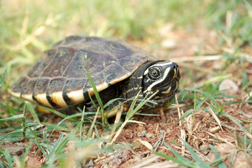 Fresh water turtles are walking on the lawn.