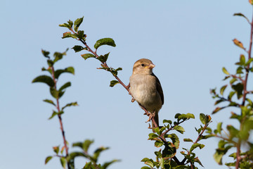 oiseau chanteur