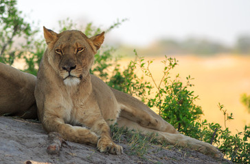 Beautifully relaxed African Lioness resting on a large Boulder with the Dry Yellow Parched Plain in the distance.  Hwange National Park, Zimbabwe