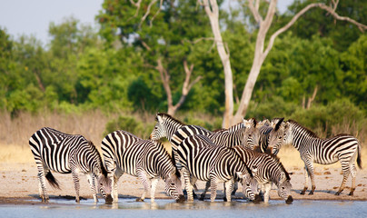 Fototapeta na wymiar Herd of Zebra drinking from Makololo waterhole with lush green foliage in the background. Hwange National Park, Zimbabwe