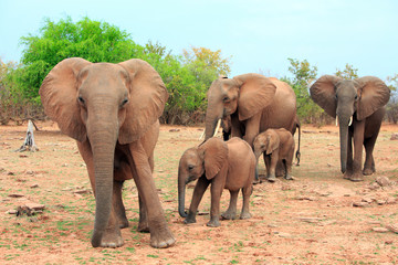 Family herd of elephants with calves standing on the lush shoreline of Lake Kariba in Matusadona National Park, Zimbabwe
