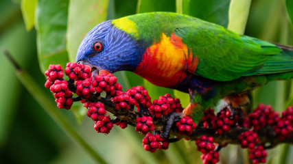 Rainbow lorikeet chewing on seeds