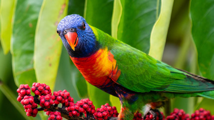 Rainbow lorikeet looking at camera